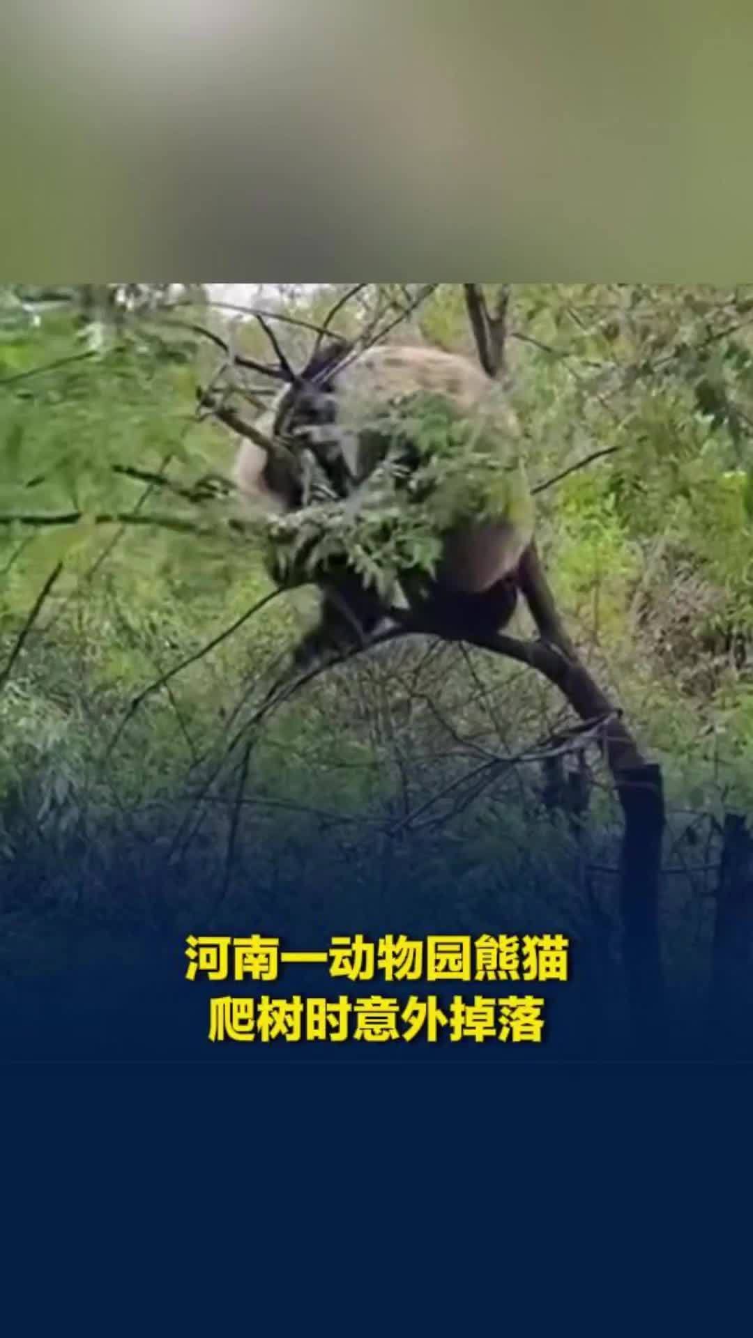 河南一动物园熊猫爬树时树枝断裂，空中翻滚一圈落地，园方：未受伤，它状态不错