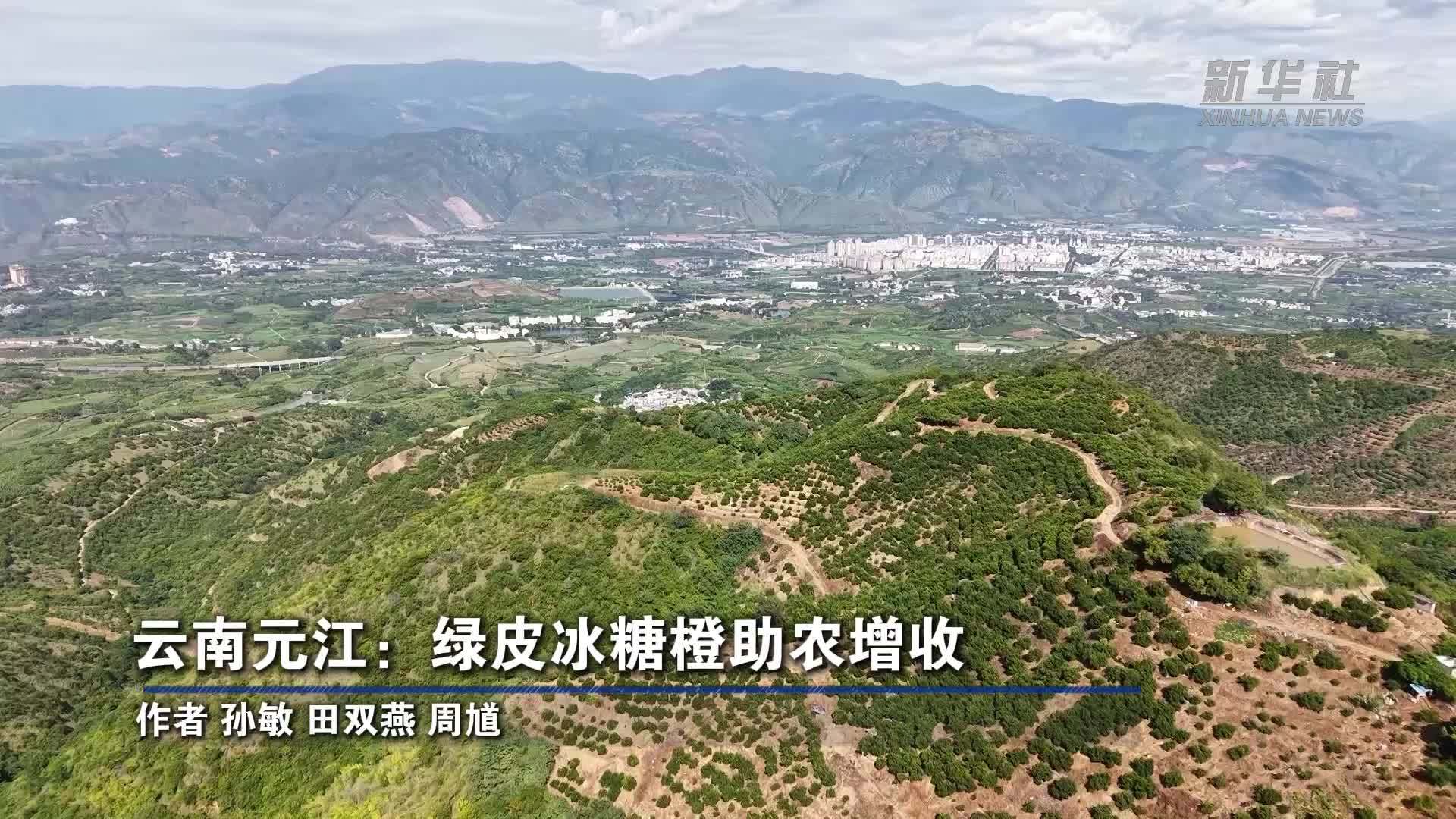 云南元江：绿皮冰糖橙助农增收