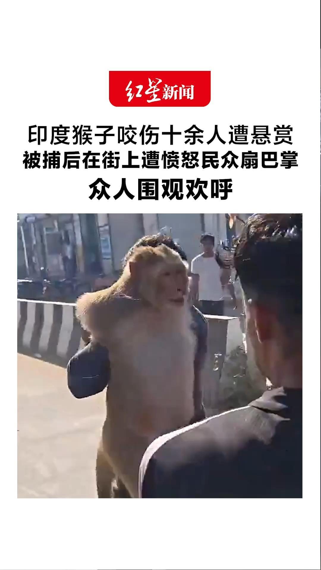 印度猴子咬伤十余人遭悬赏 被捕后在街上遭愤怒民众扇巴掌 众人围观欢呼 部分拍打行为引发质疑
