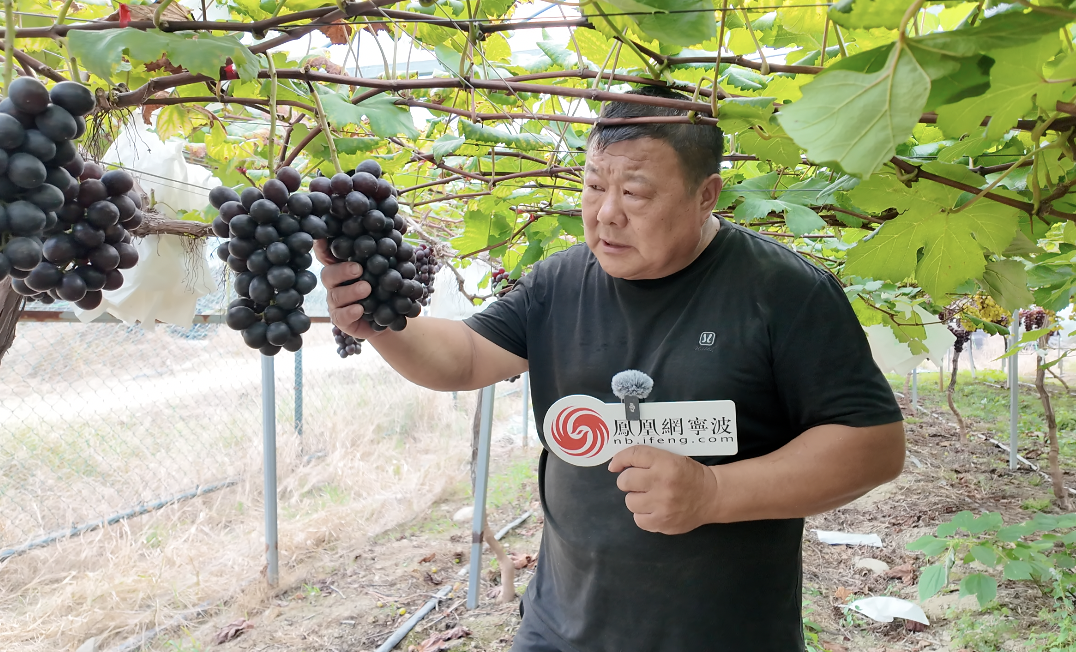 闲置地变“聚宝盆”:常山郭塘村88亩葡萄园结出甜蜜财富