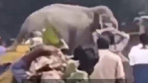 印度大象卷起电线杆摧毁房屋 印度一大象表演时突然失控,先袭击驯象师致