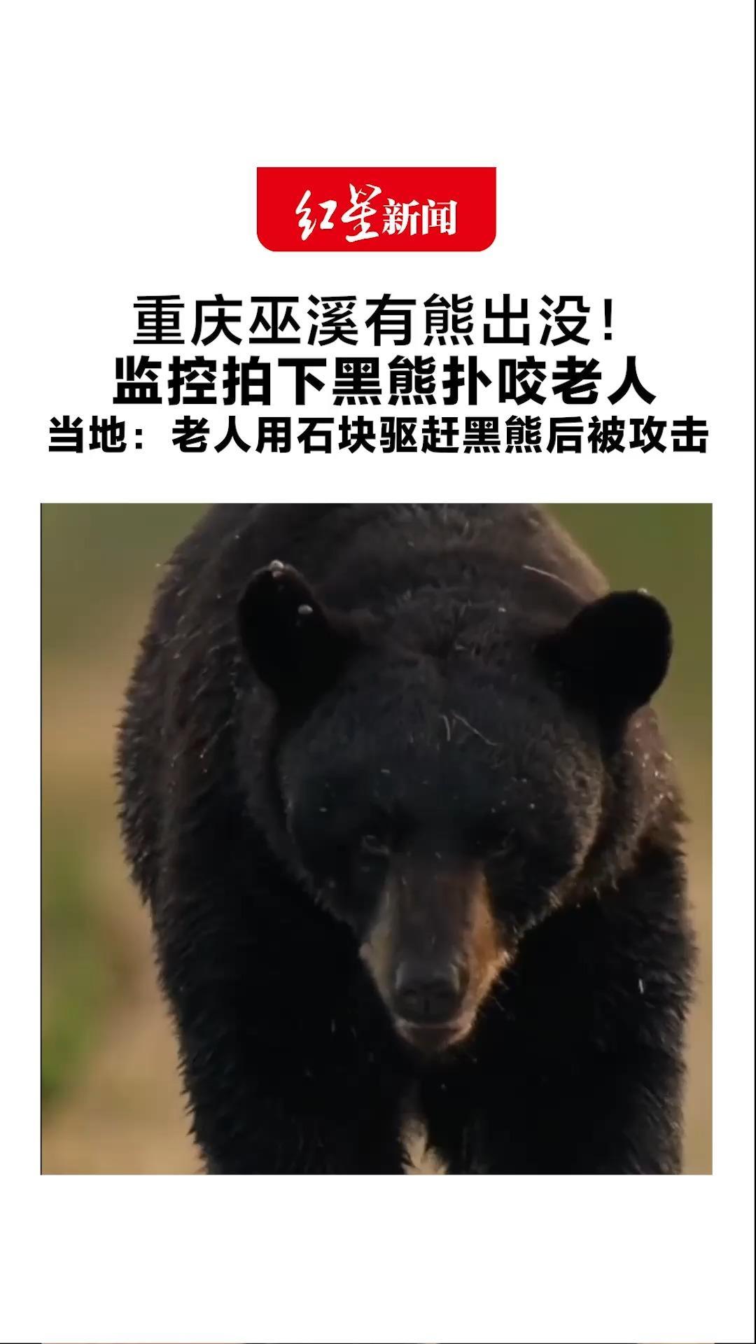 重庆巫溪有熊出没！监控拍下黑熊扑咬老人 当地：老人用石块驱赶黑熊后被攻击 送医检查后仅有擦伤，已打疫苗