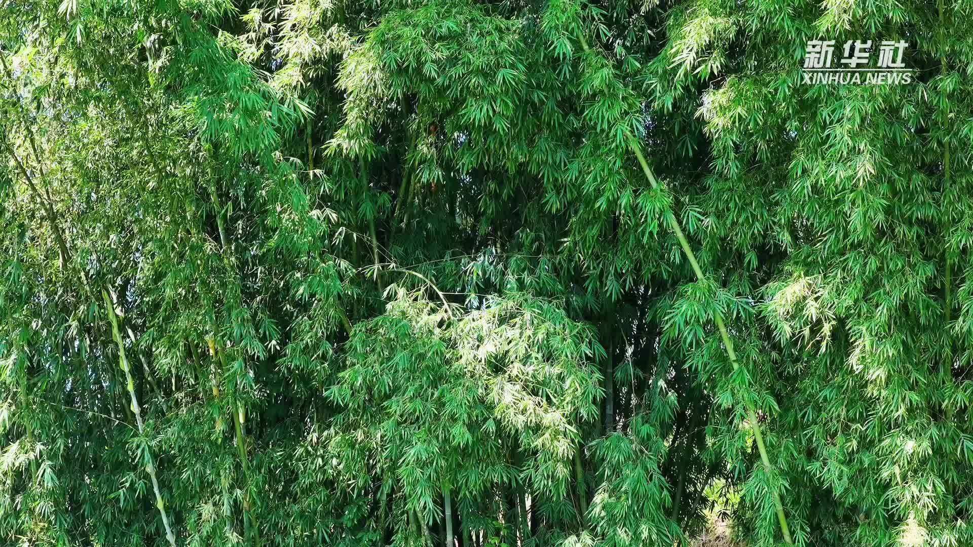 云南芒市：竹虫采食季 山味正当时