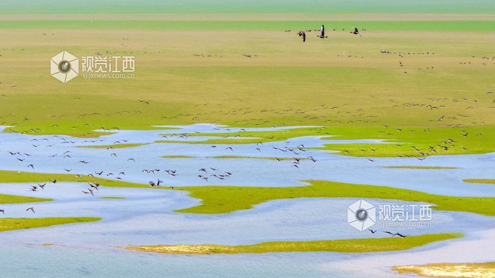 2026年10月20日,成群候鸟在江西鄱阳湖都昌湿地上空翱翔。