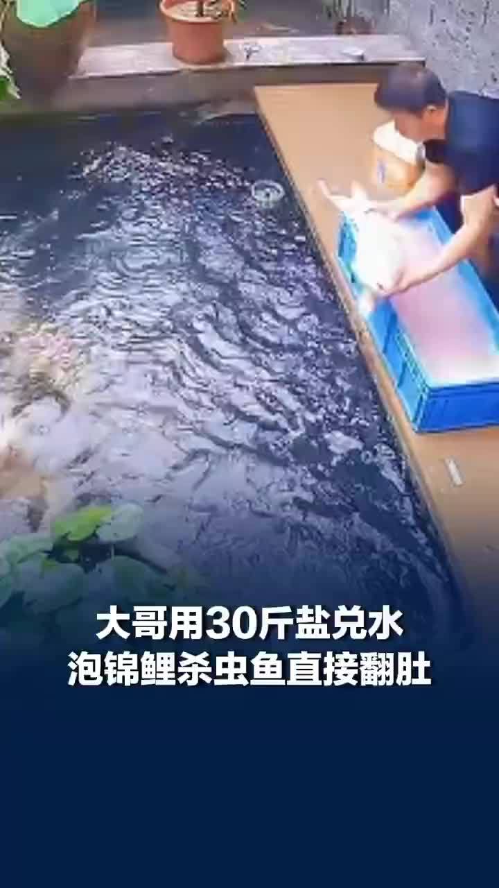 大哥用30斤盐兑水泡锦鲤杀虫直接翻肚，兽医谈盐水泡锦鳃翻肚没真正死亡
