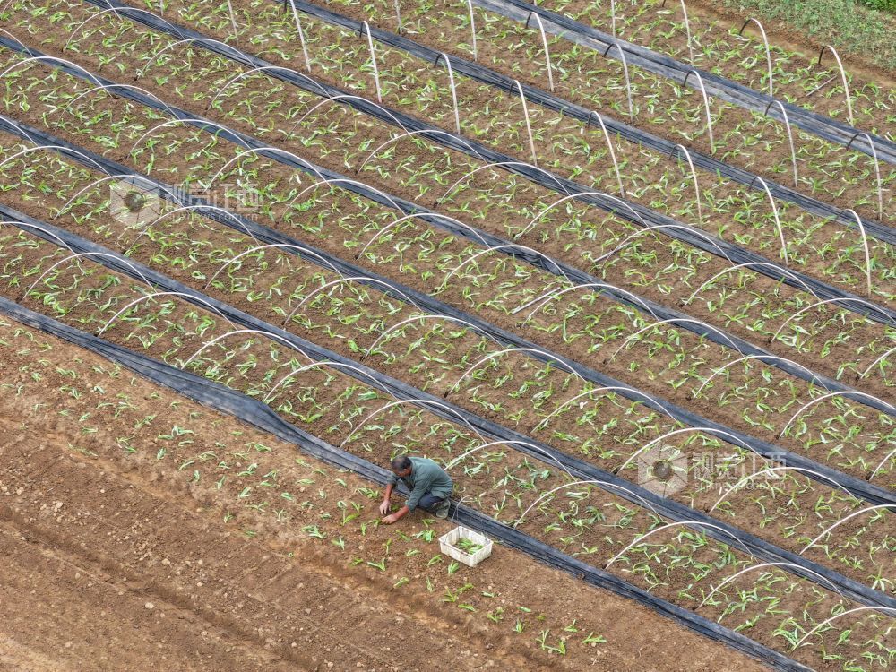 2026年10月21日，江西省吉安市泰和县澄江镇南门村蔬菜种植基地，农民正在种植秋冬蔬菜。