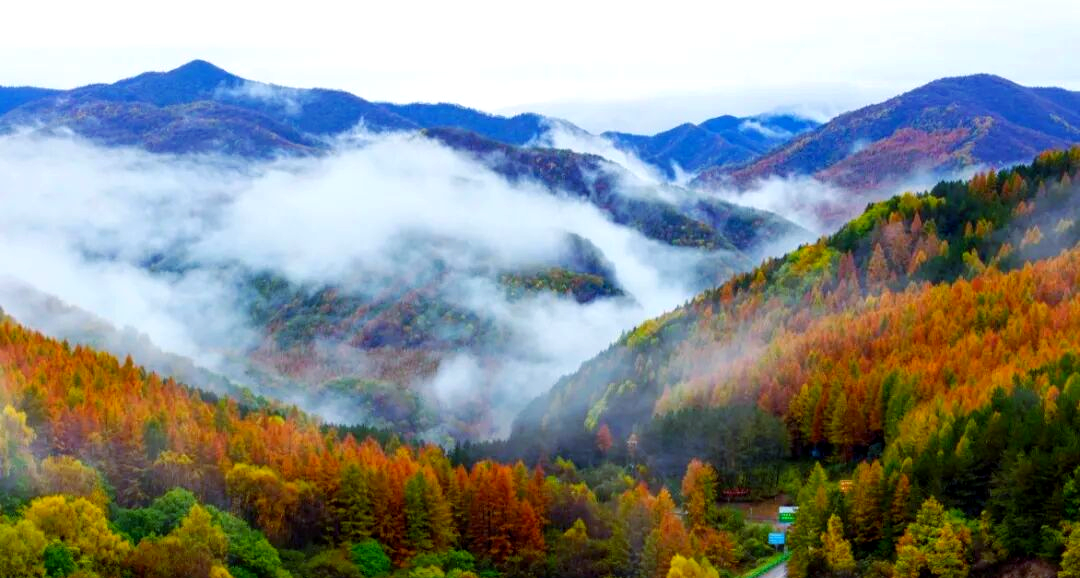 ▲六盘山秋色