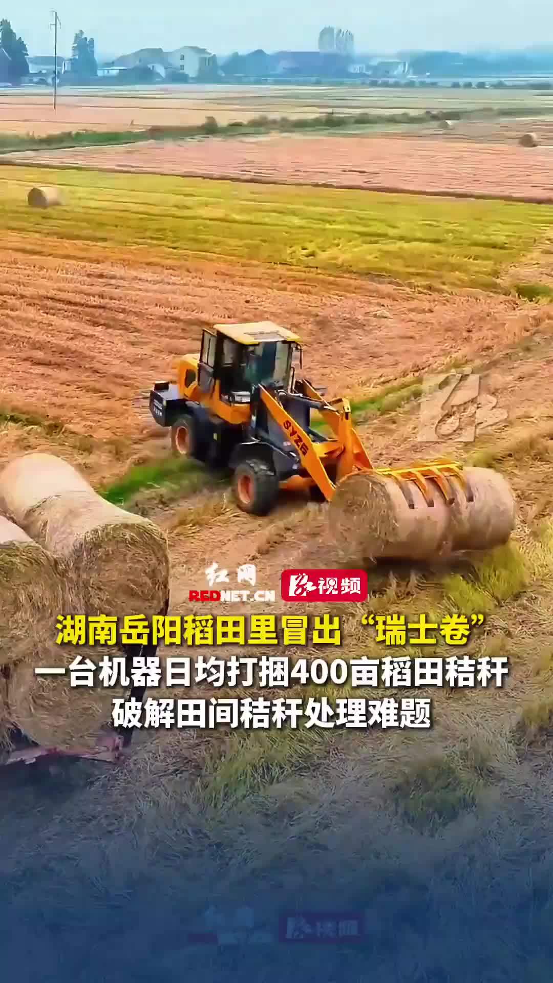 岳阳稻田里冒出“瑞士卷”