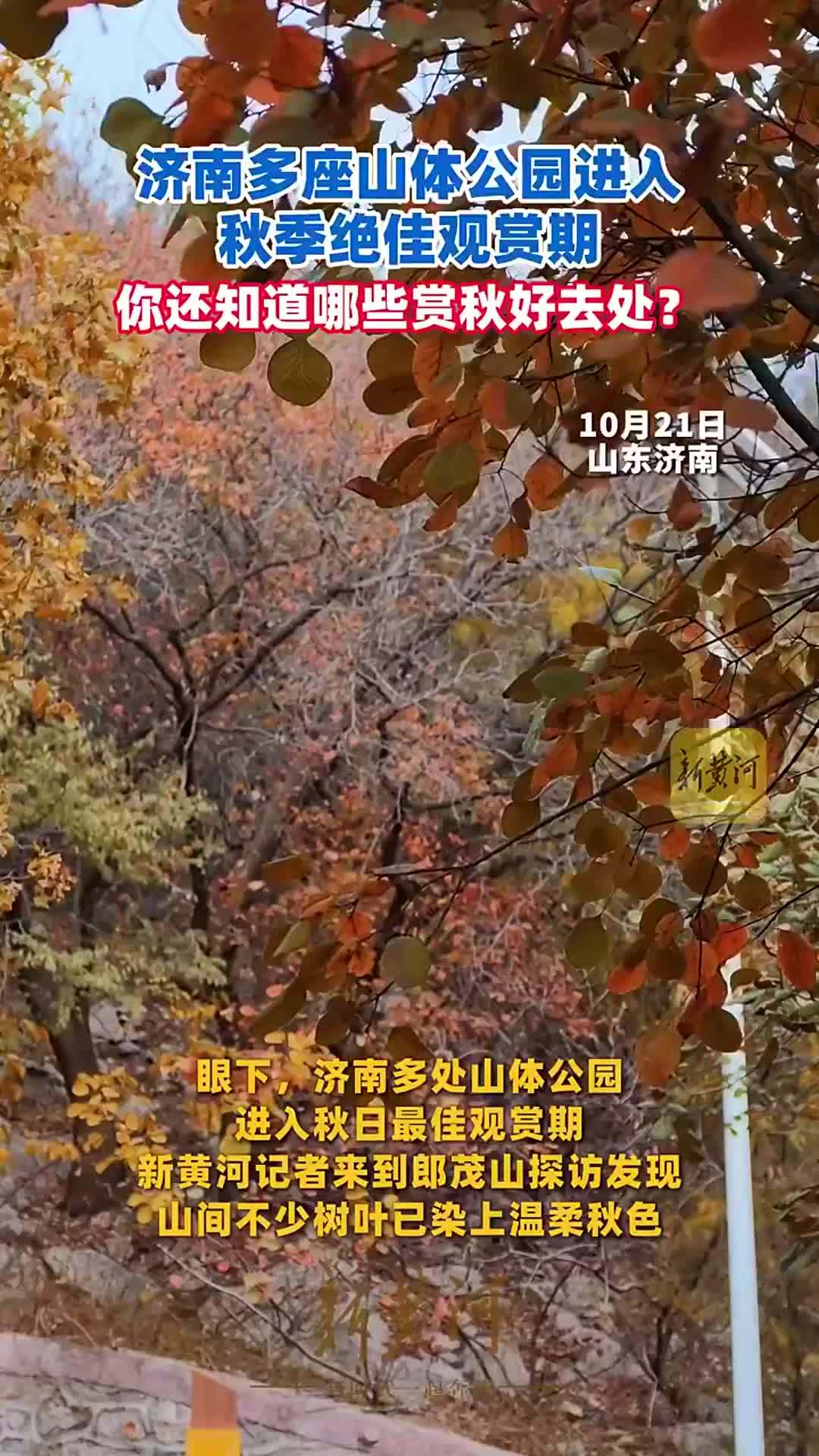 济南多座山体公园进入秋季绝佳观赏期，你还知道哪些赏秋好去处？