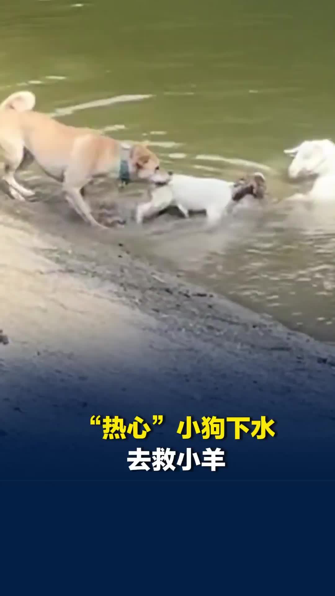 可把狗狗“急坏了”！“热心”小狗下水去救小羊，不料小羊害怕小狗一个劲往水里钻
