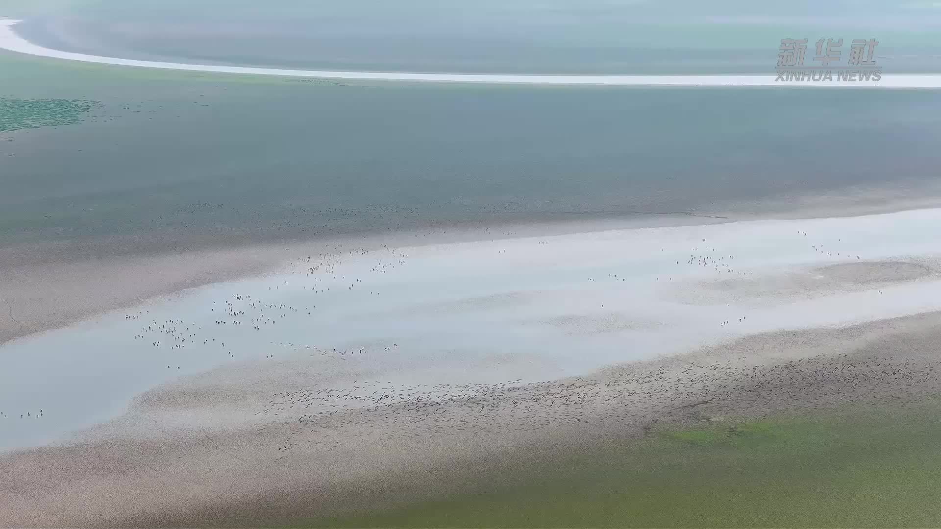 鄱阳湖迎来越冬候鸟