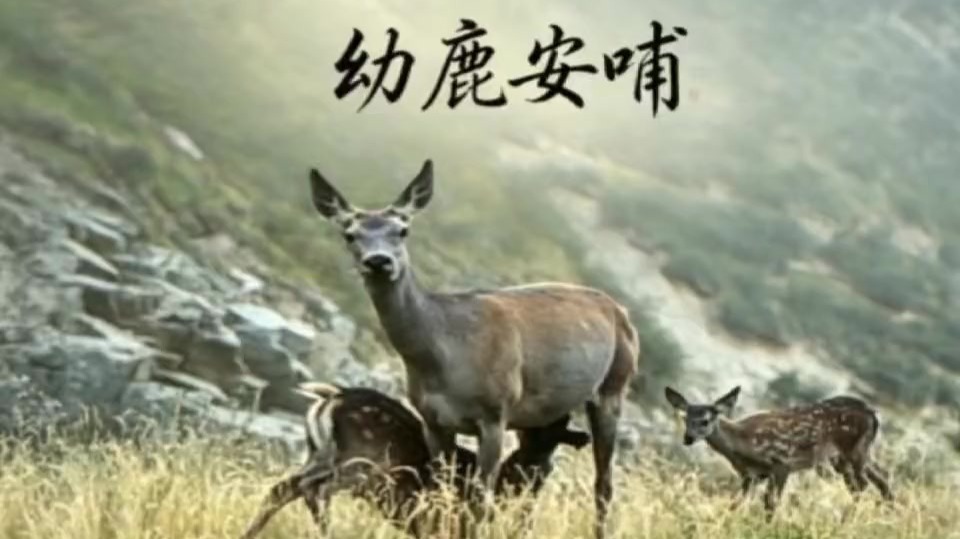 甘肃张掖：祁连山上新！小鹿干饭鹿妈站岗