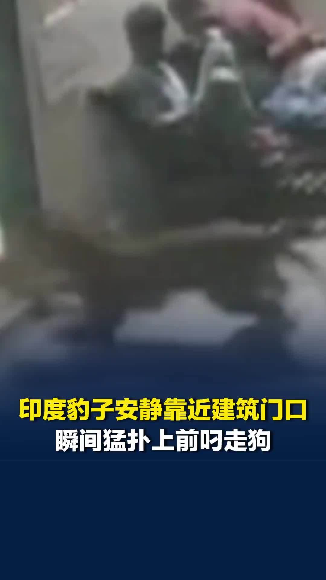 印度一豹子安静靠近建筑门口，瞬间猛扑上前叼走狗，几米外一行人来不及反应