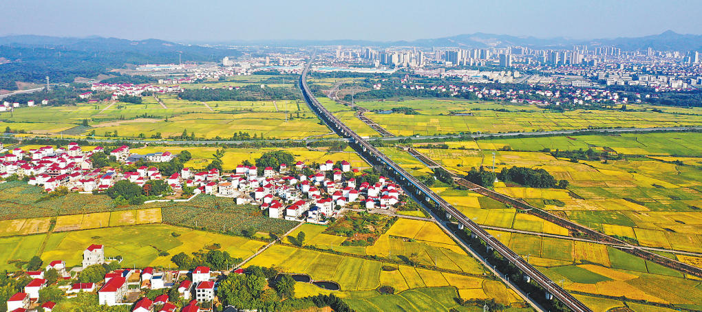 东乡区：稻田好“丰”景（图）