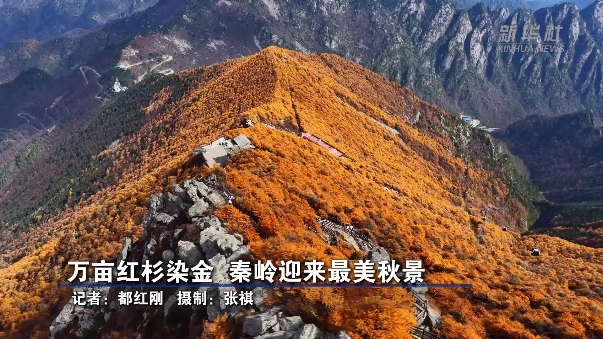 万亩红杉染金 秦岭迎来最美秋景