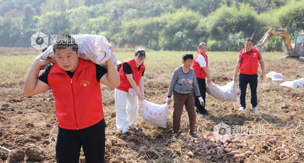 2026年10月17日,宜春市袁州区天台镇塘溪村,党员志愿者在良盛种养专业合作社帮助抢收红薯。日前,该合作社135亩红薯迎来丰收。
