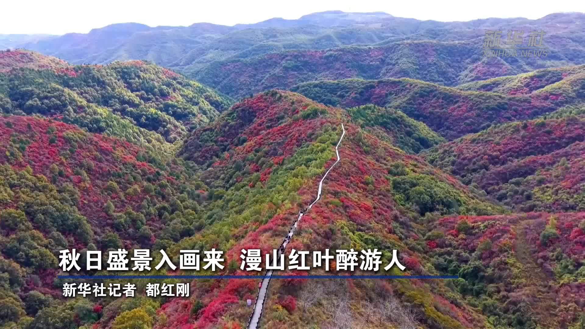 秋日盛景入画来 漫山红叶醉游人