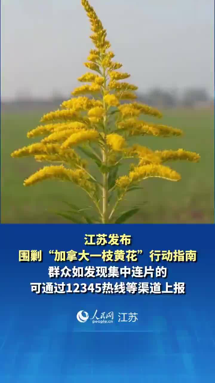 江苏发布围剿加拿大一枝黄花指南