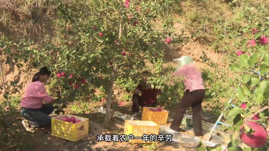一头连着农户一头连着市场　甘肃庄浪苹果满枝迎秋收