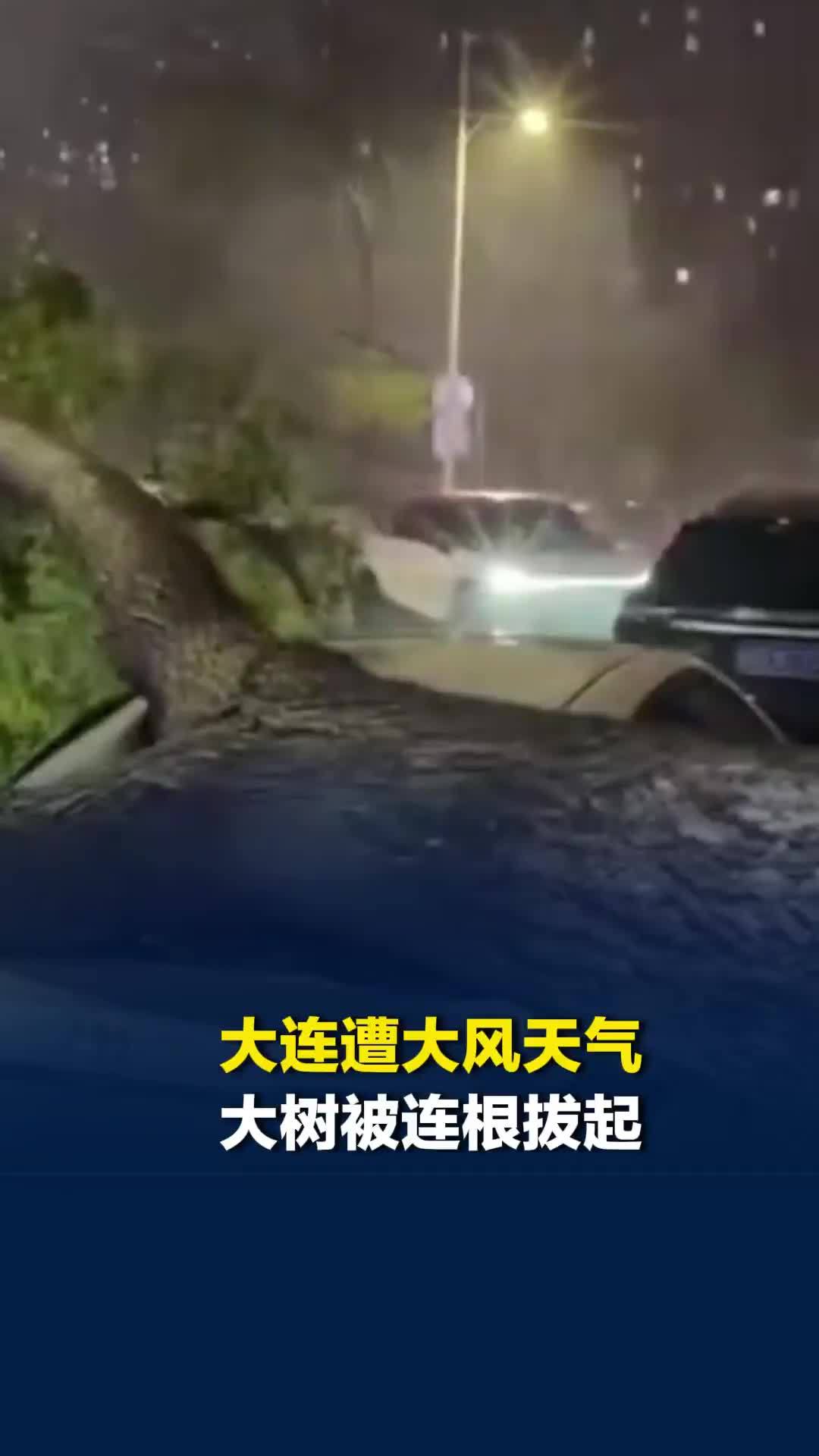 大连遭大风天气，大树被连根拔起，市民在风中艰难前行