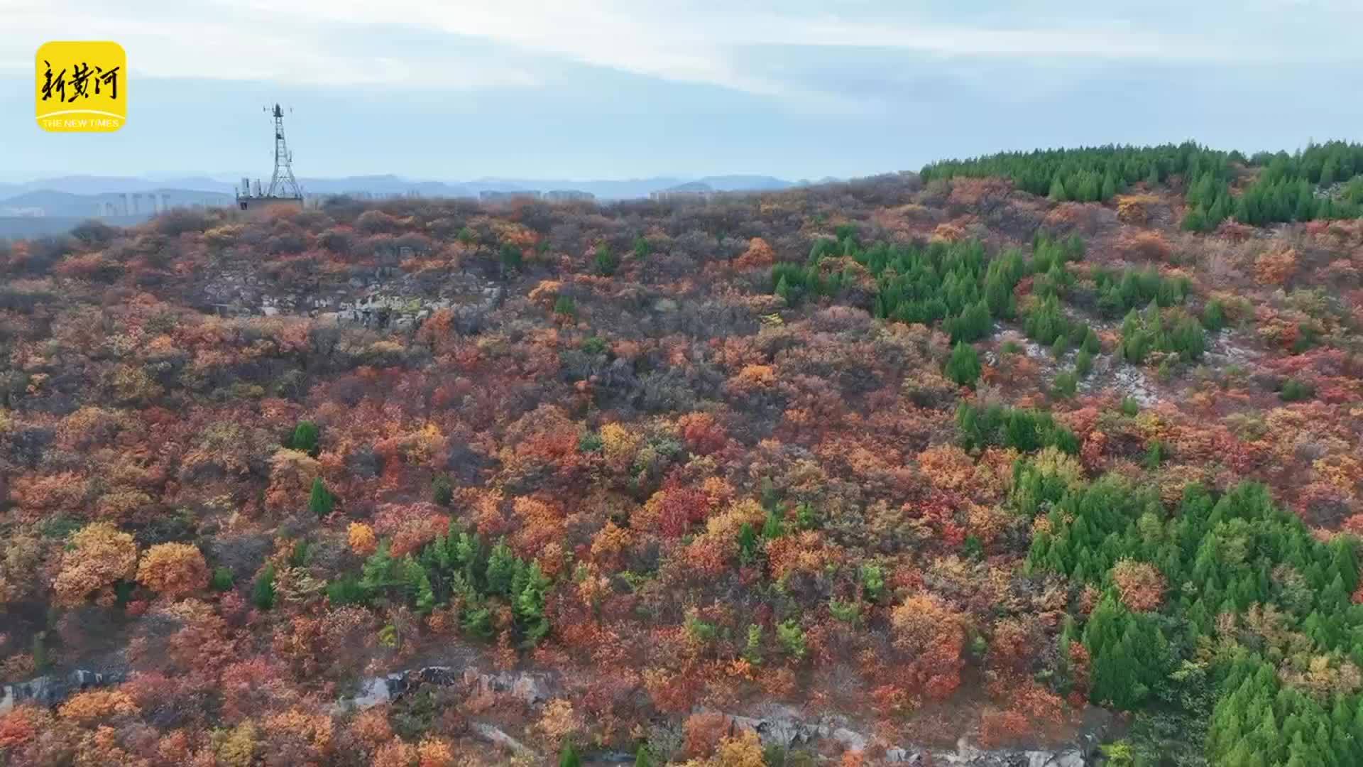氛围感拉满！济南腊山公园解锁秋日限定色彩