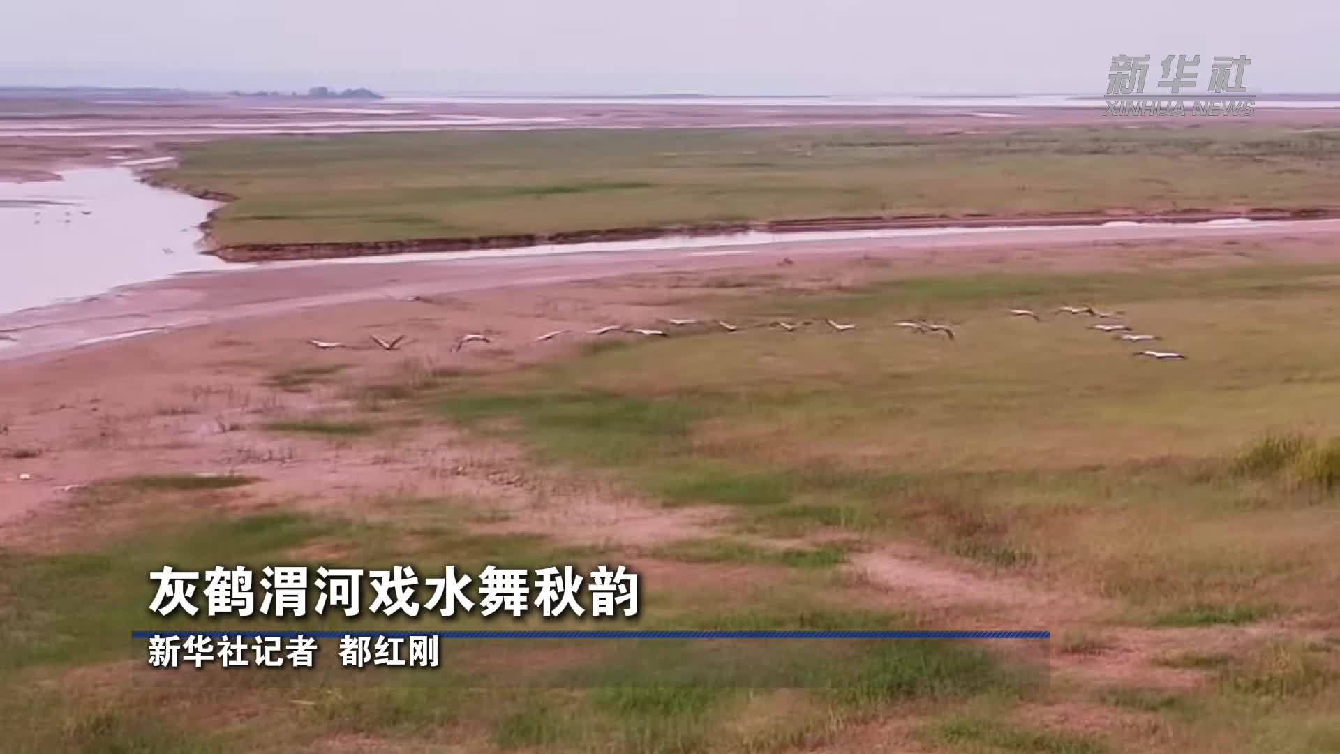 灰鹤渭河戏水舞秋韵