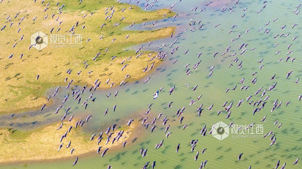 2026年10月20日,成群候鸟在江西鄱阳湖都昌湿地上空翱翔。