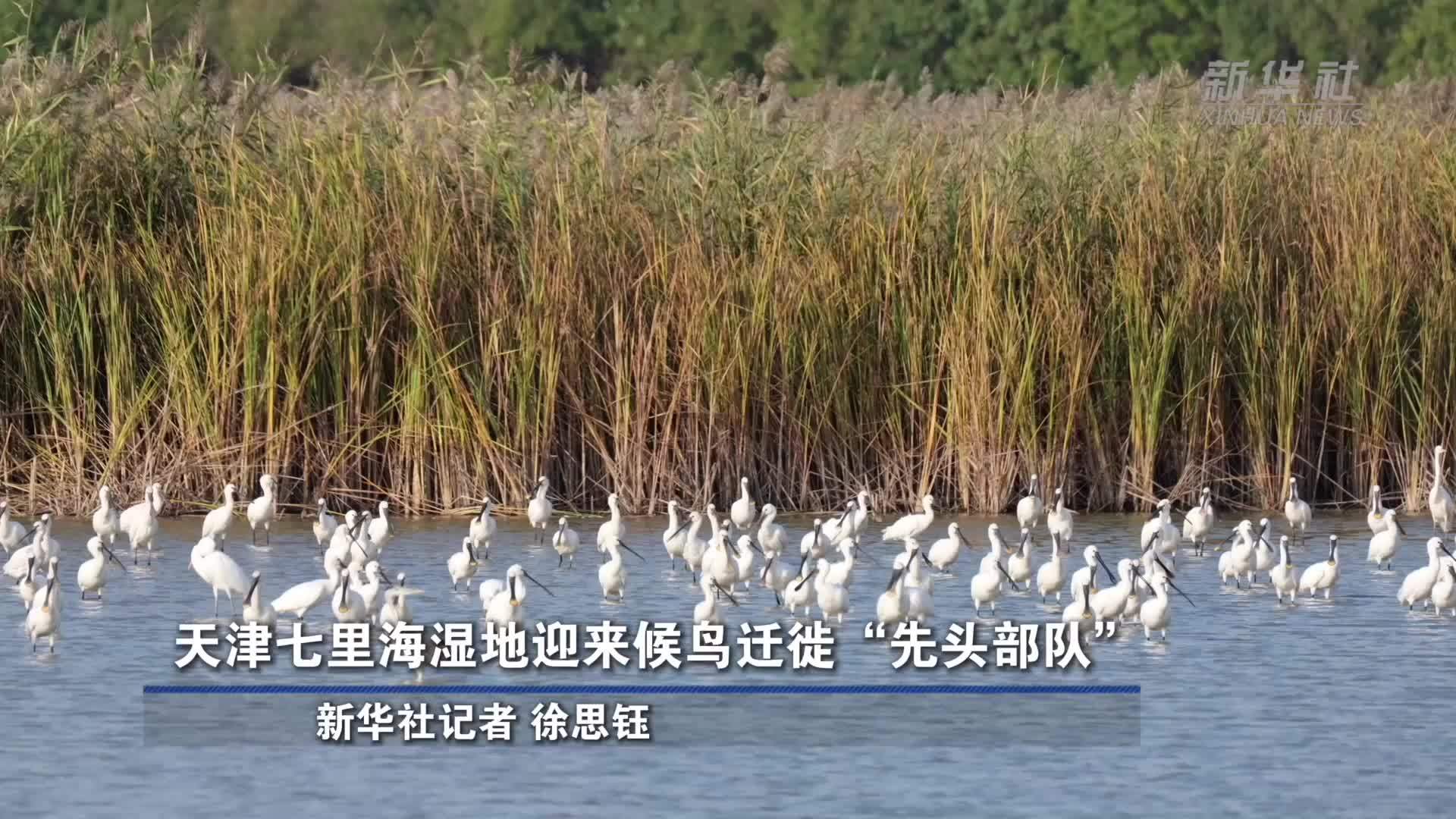 天津七里海湿地迎来候鸟迁徙“先头部队”