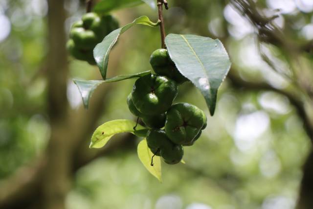 四球茶。