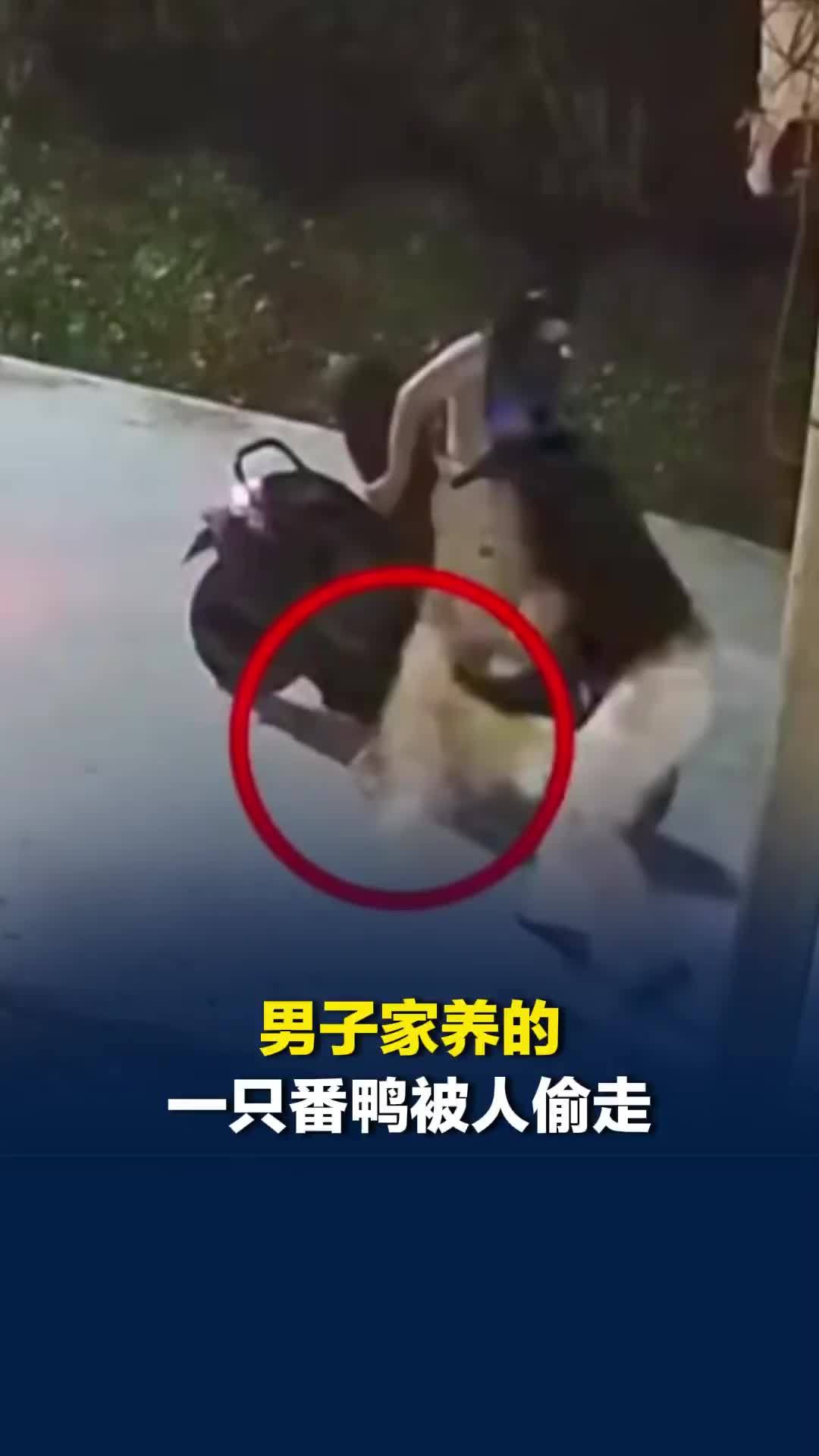 男子家养的一只番鸭被人偷走，不到两天民警将嫌疑人抓捕归案