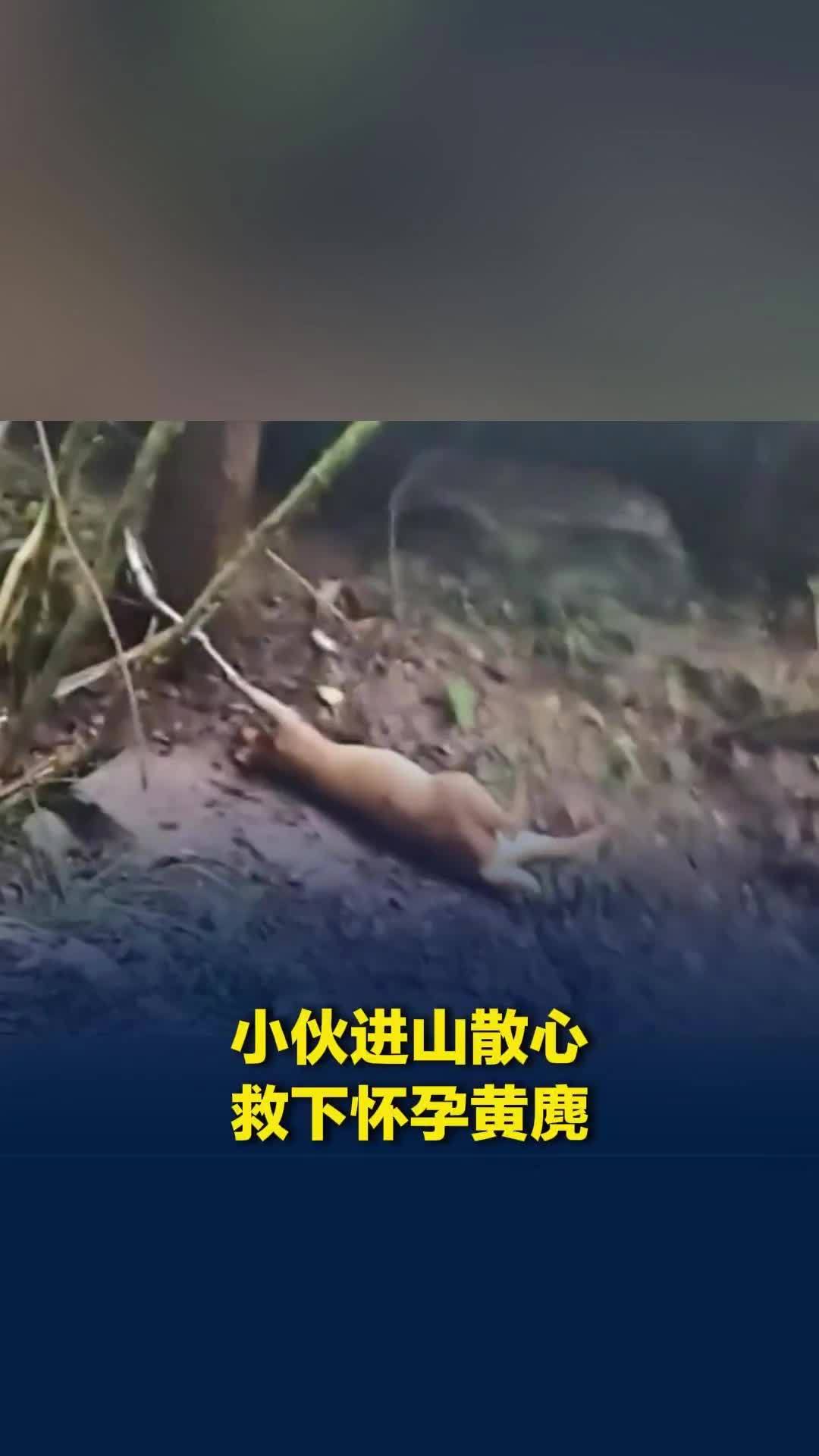 深山偶遇被捕兽夹困住的怀孕黄麂，小伙冷静周旋捕猎者，成功救下母兽