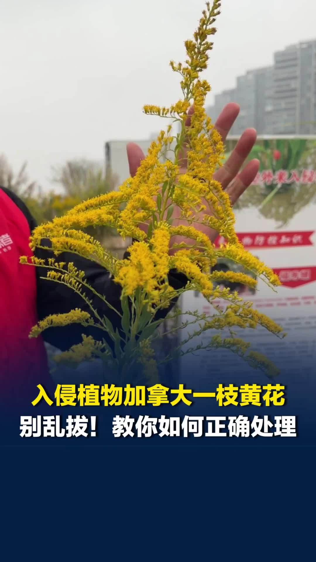 你能认出加拿大一枝黄花吗？发现后别盲目拔，先封花蕊再除根茎