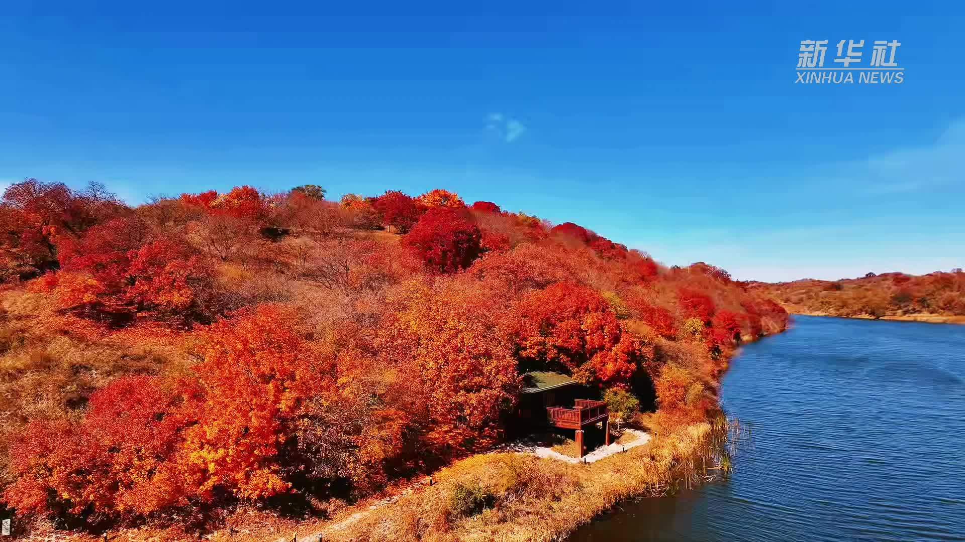 瞰中国丨内蒙古：赴一场大青沟的秋日之约