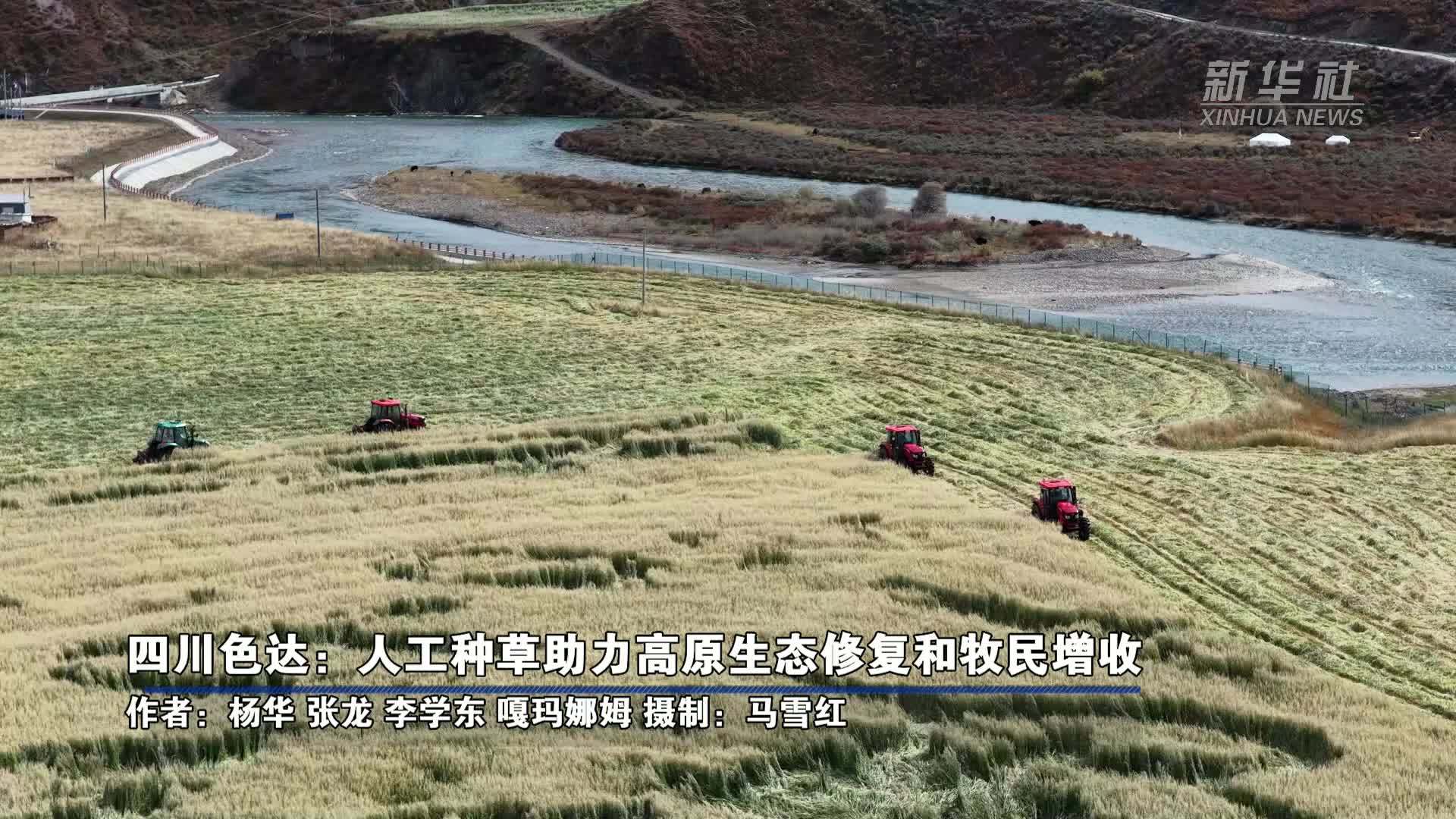 四川色达：人工种草助力高原生态修复和牧民增收