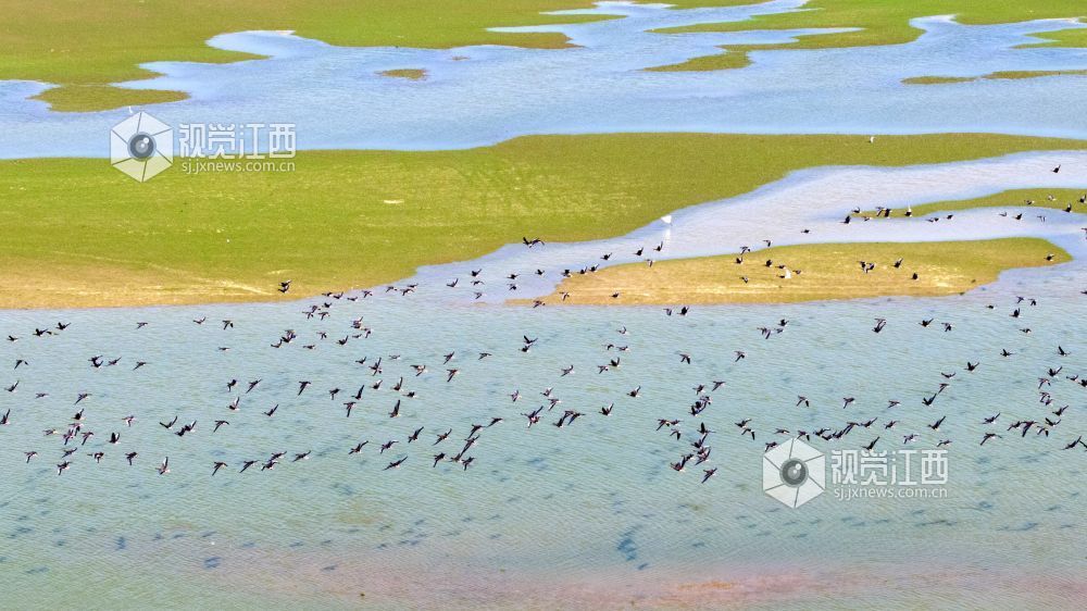 2026年10月20日,成群候鸟在江西鄱阳湖都昌湿地上空翱翔。