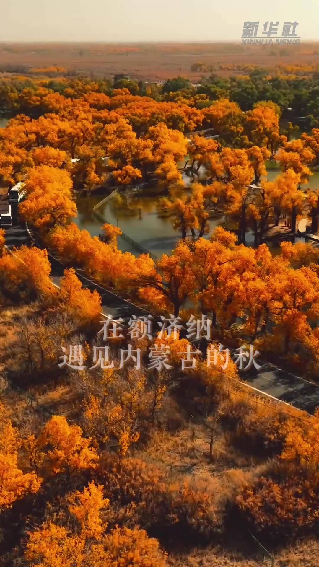 在额济纳 遇见内蒙古的秋
