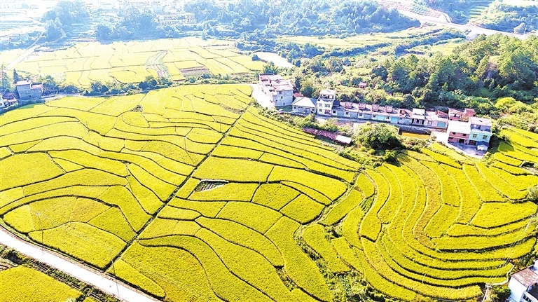 会昌县：美丽丰收画卷（图）
