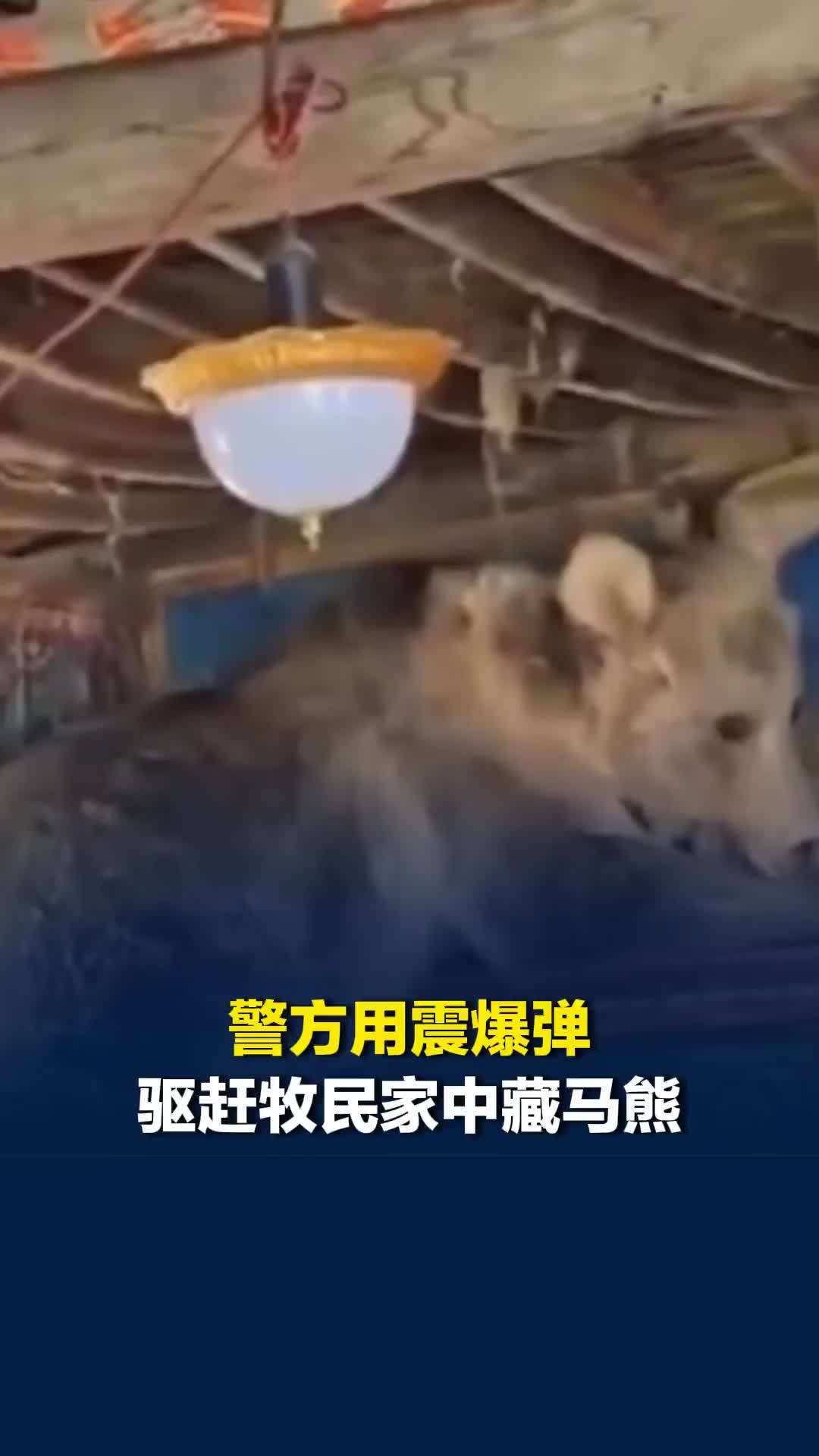 民警用警笛驱赶牧民家中的藏马熊，藏马熊还往前扑了一下，最终在房顶开孔用棍子赶走