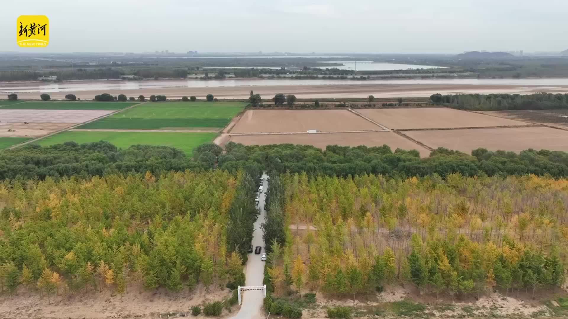 沿黄秋韵浓，银杏渐黄绘就泉城深秋画卷