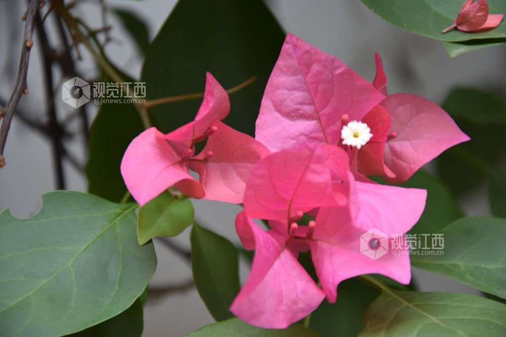 10月20日，江西省吉安市永新县南门老街景区，各色三角梅热烈盛放。