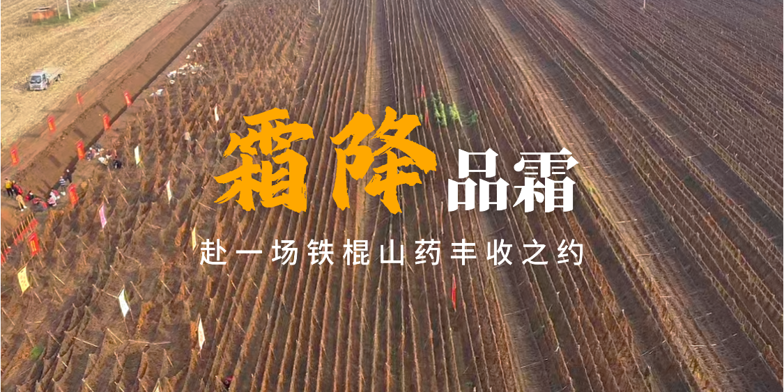 霜降品霜，赴一场铁棍山药丰收之约