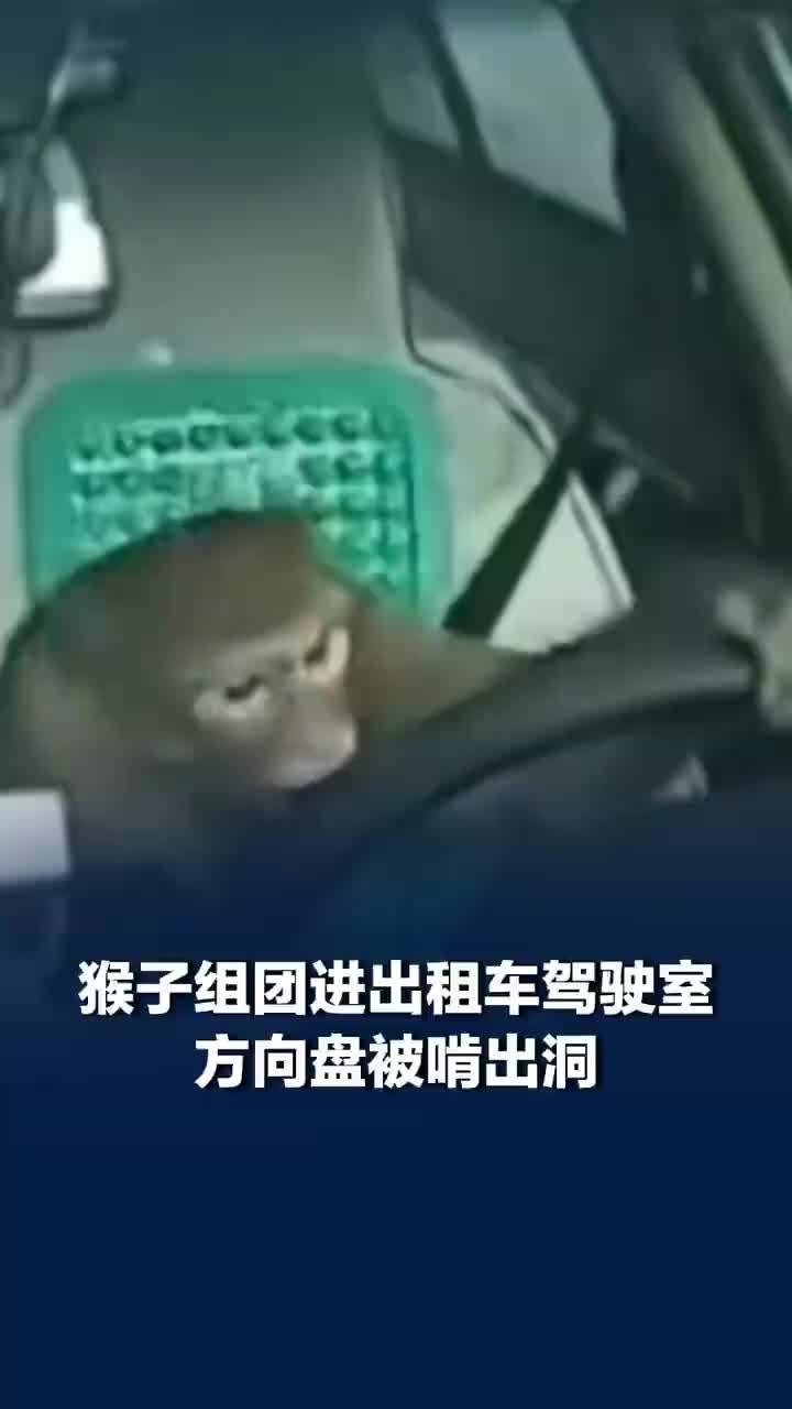 猴子组团钻进出租车把方向盘啃个洞