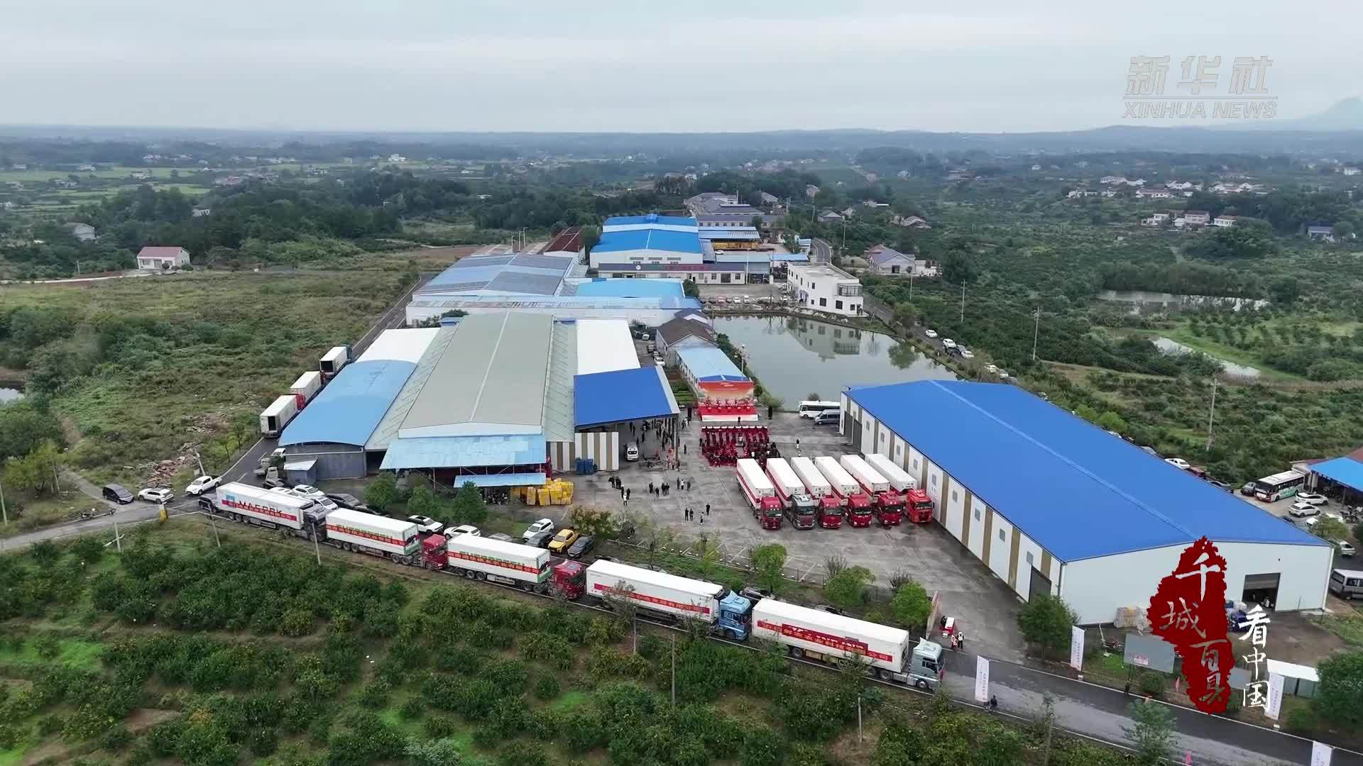 千城百县看中国｜湖南常德：石门柑橘扬帆出海