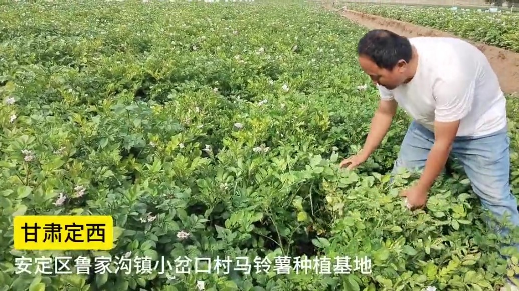 放弃考编告别城市返乡扎根　这群甘肃“90后”图什么
