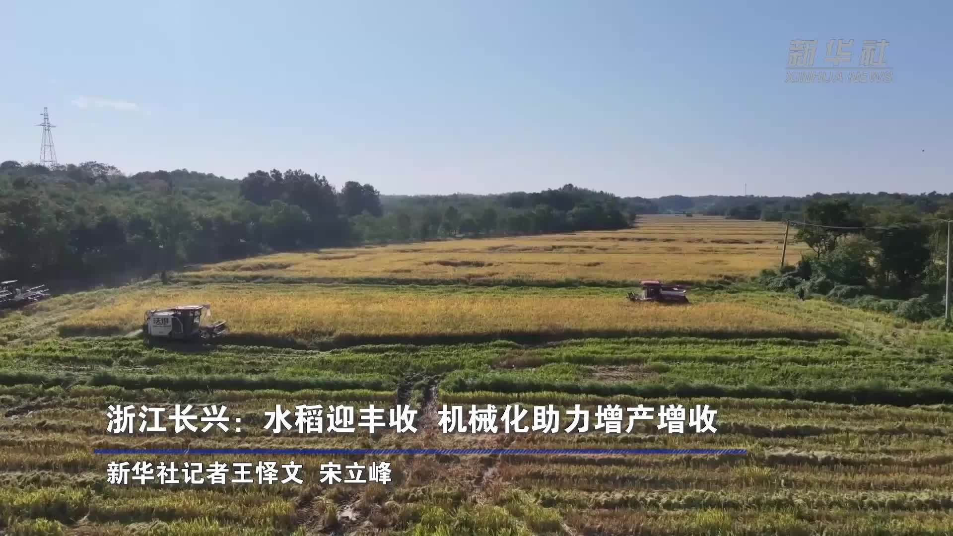 浙江长兴：水稻迎丰收 机械化助力增产增收