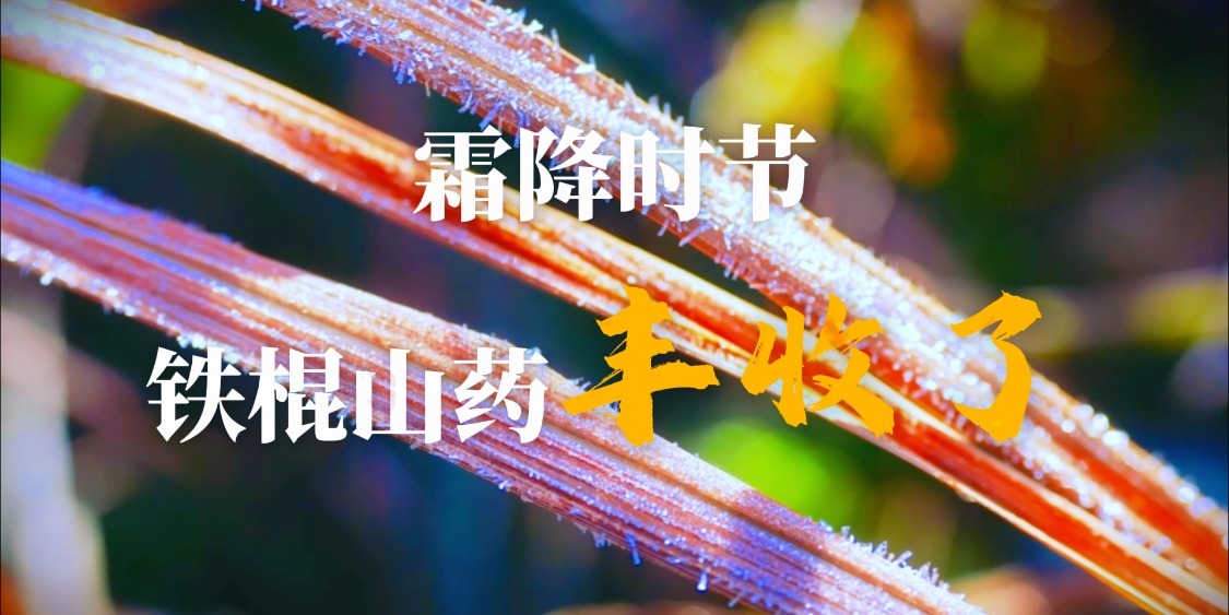 霜降，铁棍山药丰收了