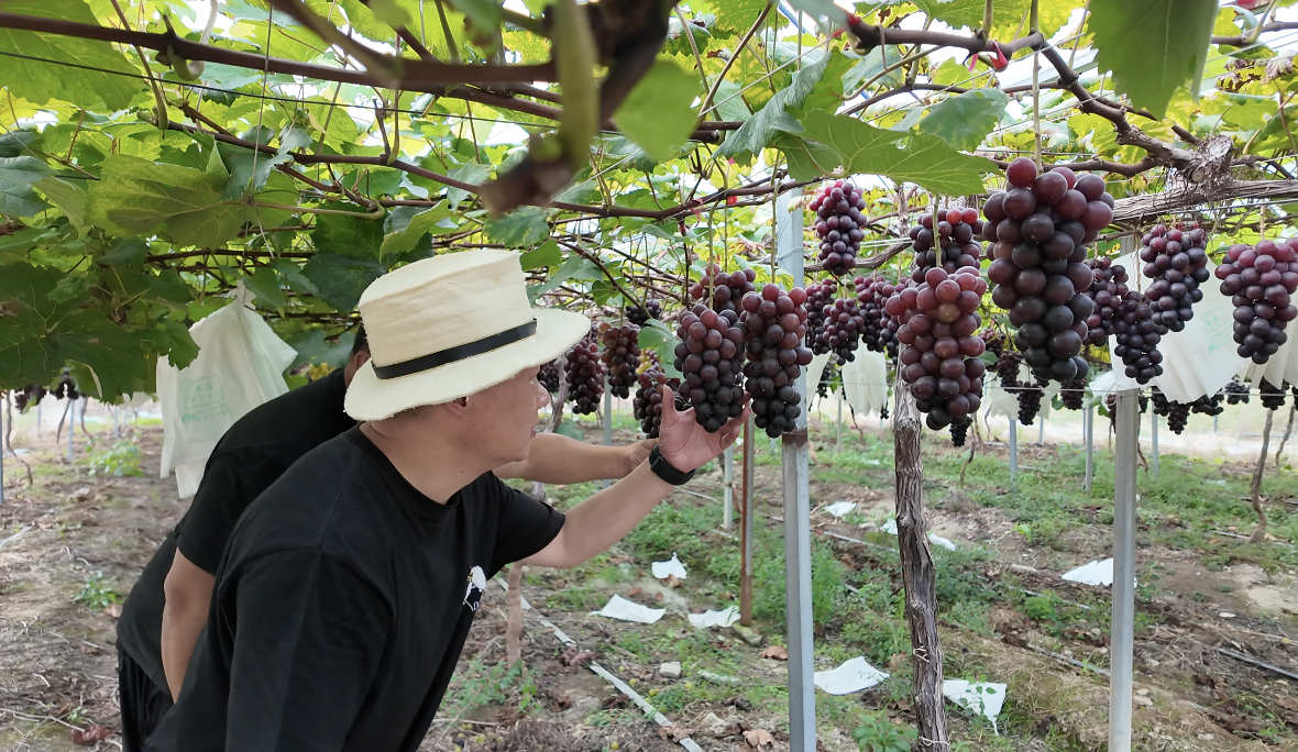闲置地变“聚宝盆”:常山郭塘村88亩葡萄园结出甜蜜财富