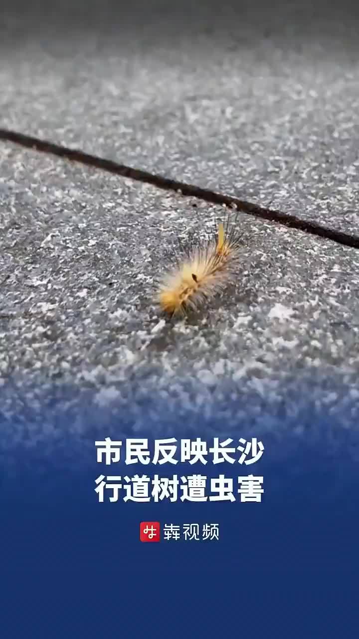 市民反映长沙行道树遭虫害 园林部门：刺蛾 毒蛾等混发落在身上别拍打