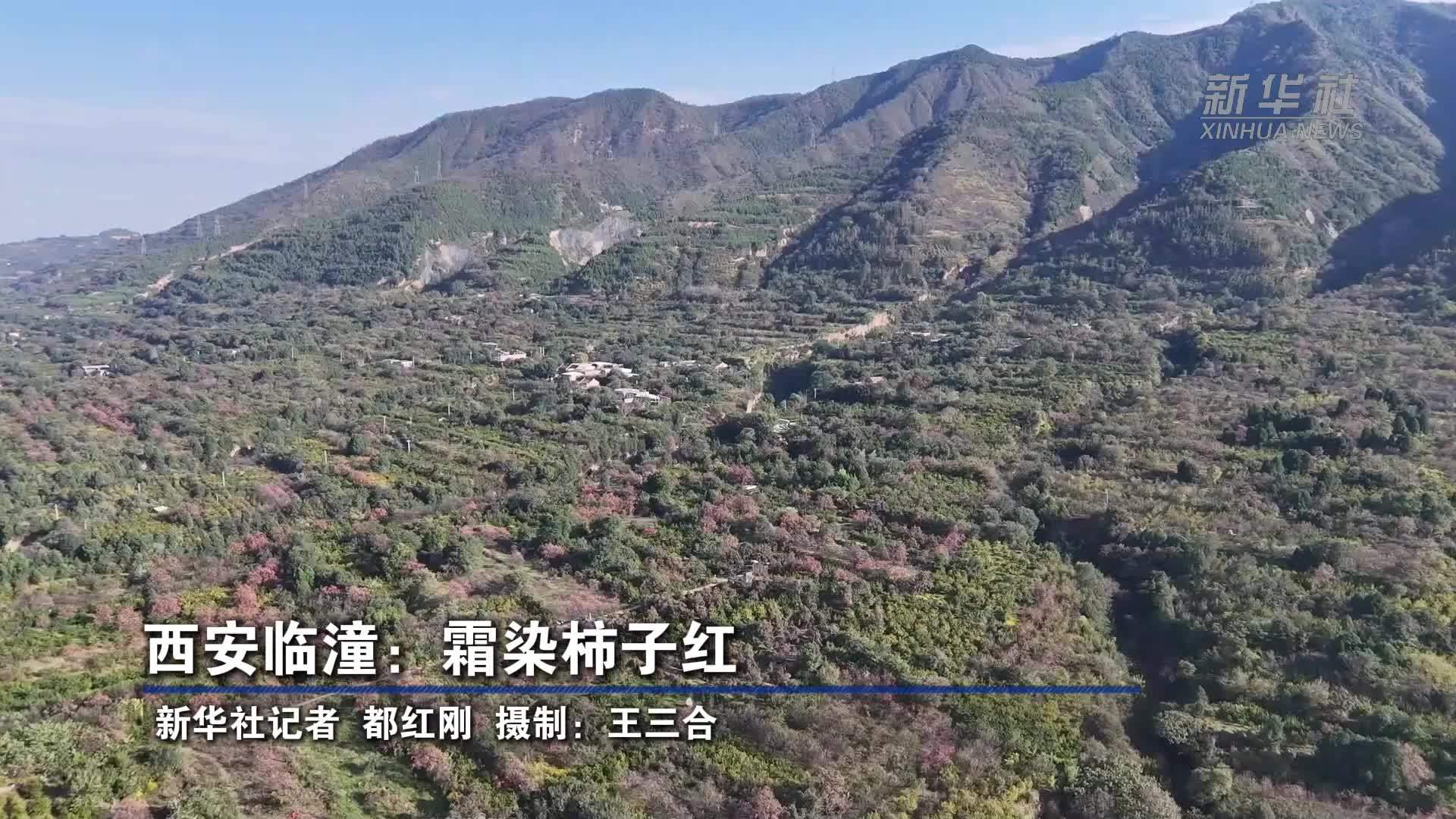 西安临潼：霜染柿子红