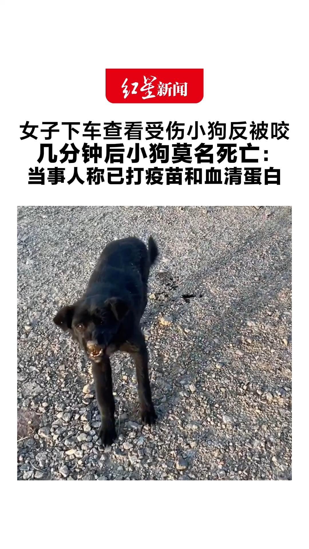 女子下车查看受伤小狗反被咬 几分钟后小狗莫名死亡：当事人称已打疫苗和血清蛋白“不要盲目靠近受伤动物”